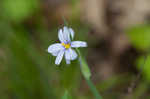 Prairie blue-eyed grass